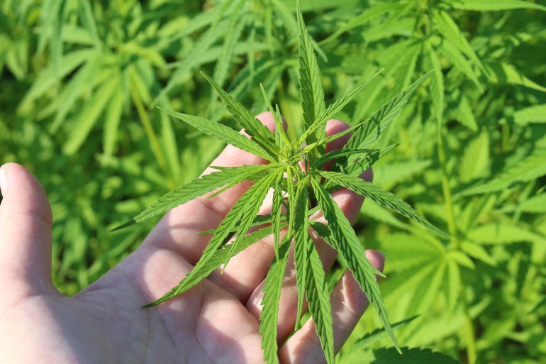 Seeds of Cannabis Sativa 